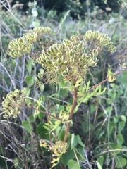 Polytaenia
