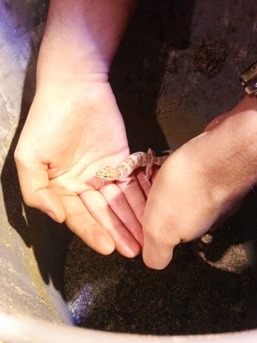 iNaturalist observation photo of Western Banded Gecko