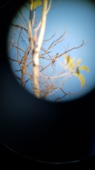 Platycercus venustus