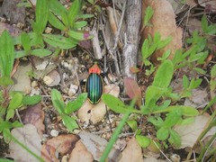 Carabus lineatus lateralis