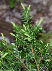 Taxus canadensis