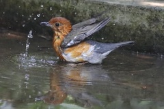 Geokichla citrina