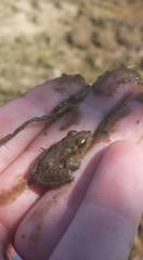Lithobates sphenocephalus utricularius