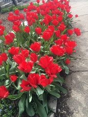 Tulipa