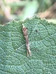 Bactrodes spinulosus