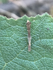 Bactrodes spinulosus