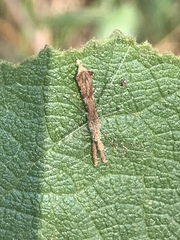 Bactrodes spinulosus