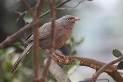 Argya striata