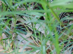 Thamnophis proximus proximus