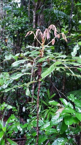 Image of Davidsonia pruriens by (c) Steve Fitzgerald, some rights reserved (CC BY-SA)