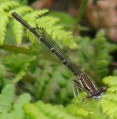 Platycnemididae