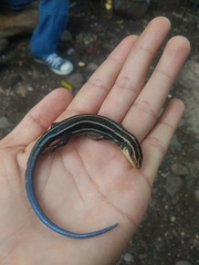 Plestiodon sumichrasti