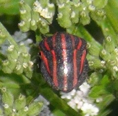 Graphosoma rubrolineatum
