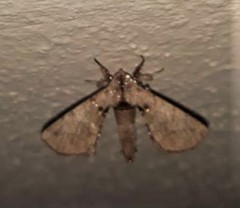 Apatelodes torrefacta