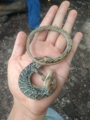 Gerrhonotus ophiurus