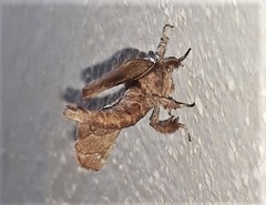 Apatelodes torrefacta