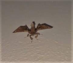 Apatelodes torrefacta