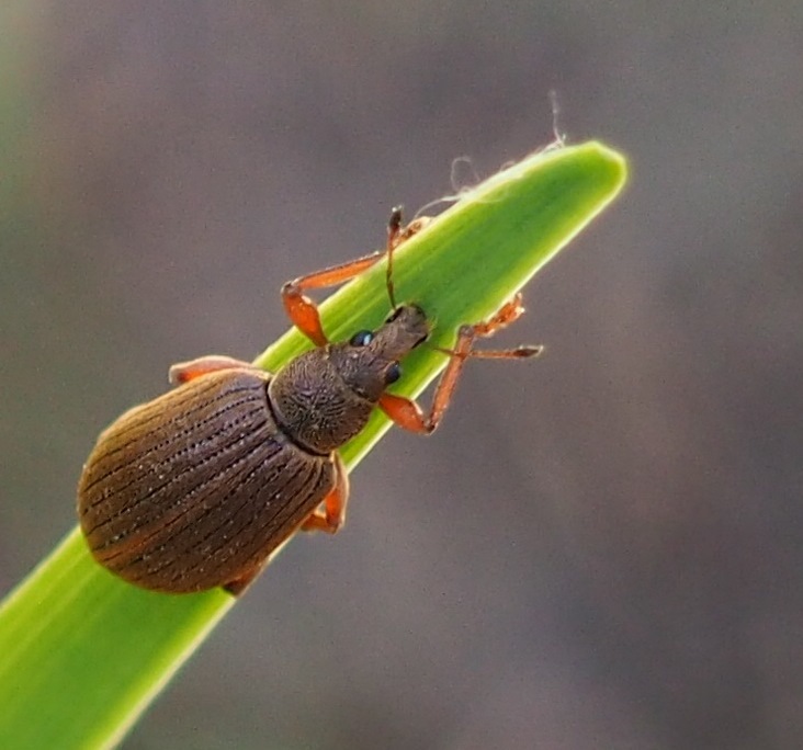 Polydrusus mollis · iNaturalist