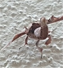 Apatelodes torrefacta