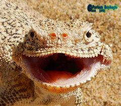 Phrynocephalus mystaceus