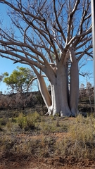 Adansonia gregorii