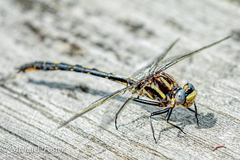 Phanogomphus spicatus