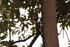 Dinopium benghalense