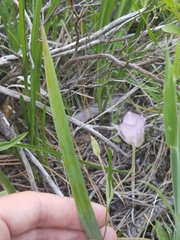 Calochortus nudus