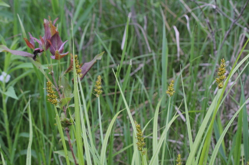 Image of Carex alopecoidea by (c) Quinten Wiegersma, some rights reserved (CC BY)