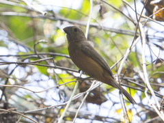 Cyanoloxia brissonii