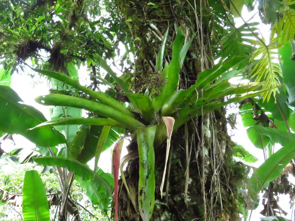 Androlepis fragrans