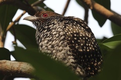 Eudynamys scolopaceus