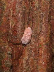 Coelostomidia