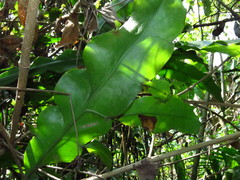 Epiphyllum oxypetalum