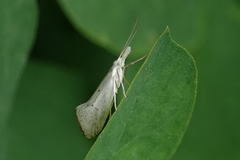 Euceratia castella