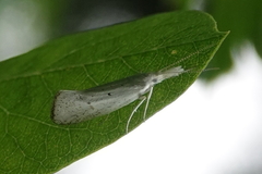Euceratia castella