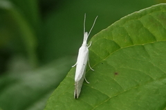 Euceratia castella