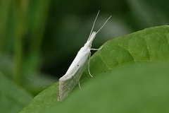 Euceratia castella