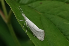 Euceratia castella