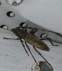 Elaphidion mucronatum