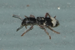 Thanasimus undatulus