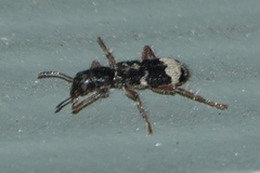 Thanasimus undatulus