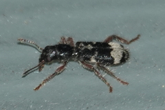 Thanasimus undatulus