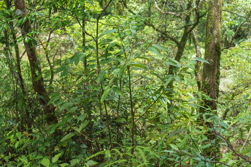 Cinnamomum austrosinense, photograph 4