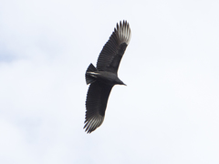 Coragyps atratus