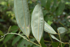 Cinnamomum austrosinense