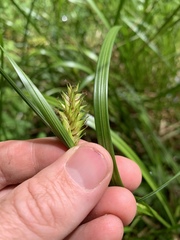 Carex exsiccata