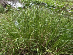 Carex exsiccata
