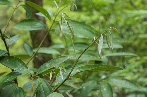 Cinnamomum austrosinense, photograph 5