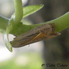 Lepidoptera